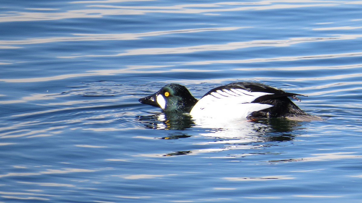 Common Goldeneye - ML136368561