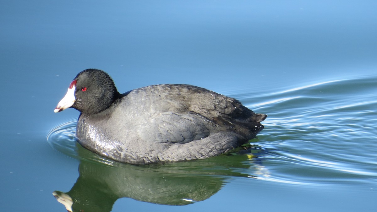 American Coot - ML136369001