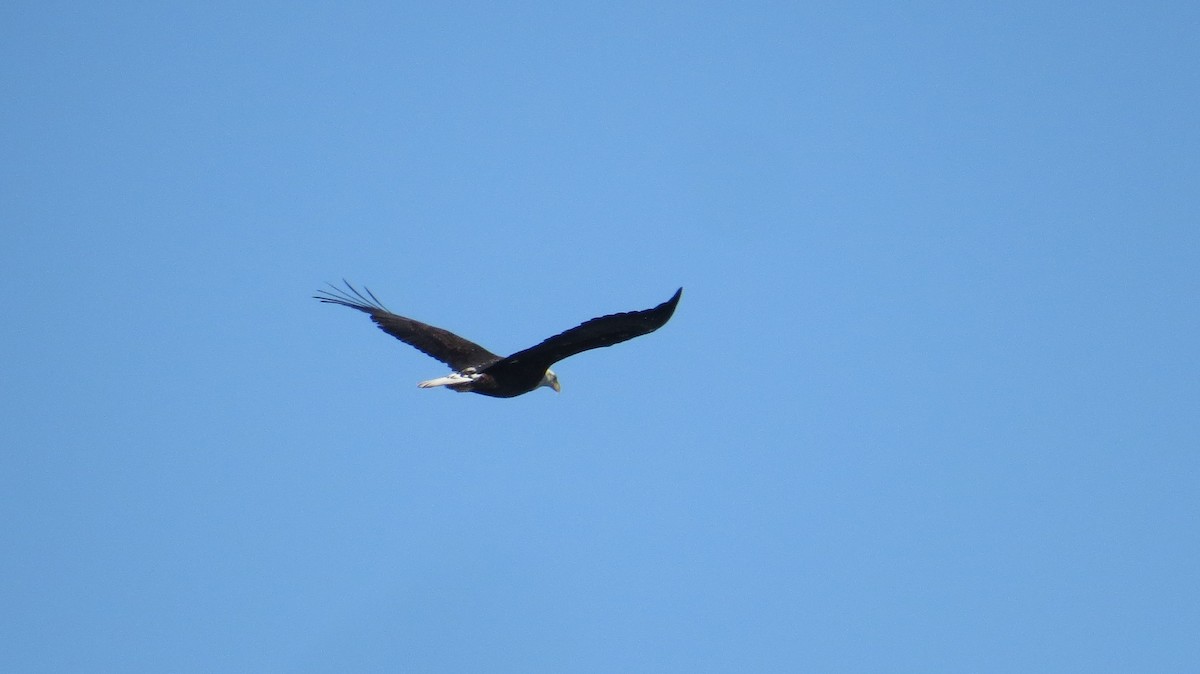 Bald Eagle - ML136369261