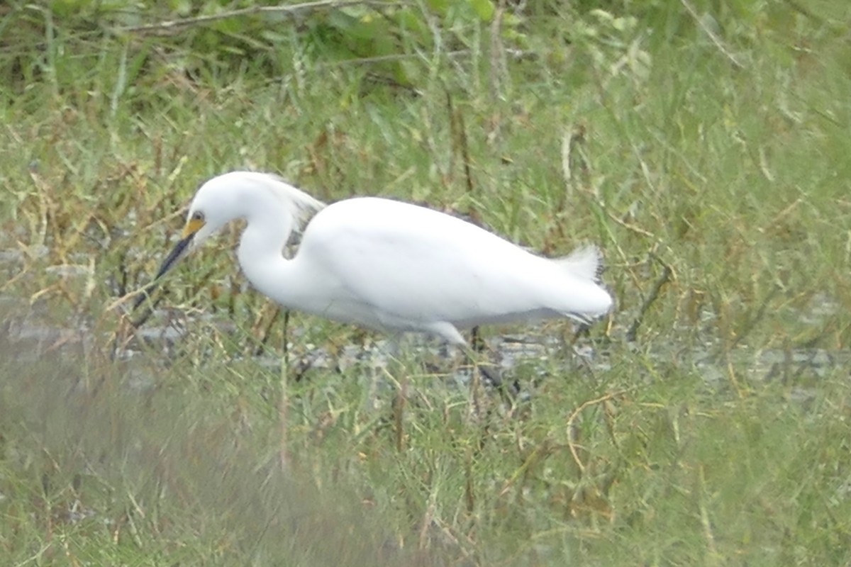 Snowy Egret - Peter Kaestner