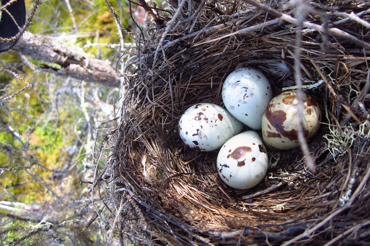 Solitary Sandpiper - Réjean Deschênes