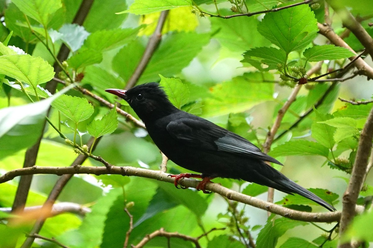 Black Bulbul - ML136371731