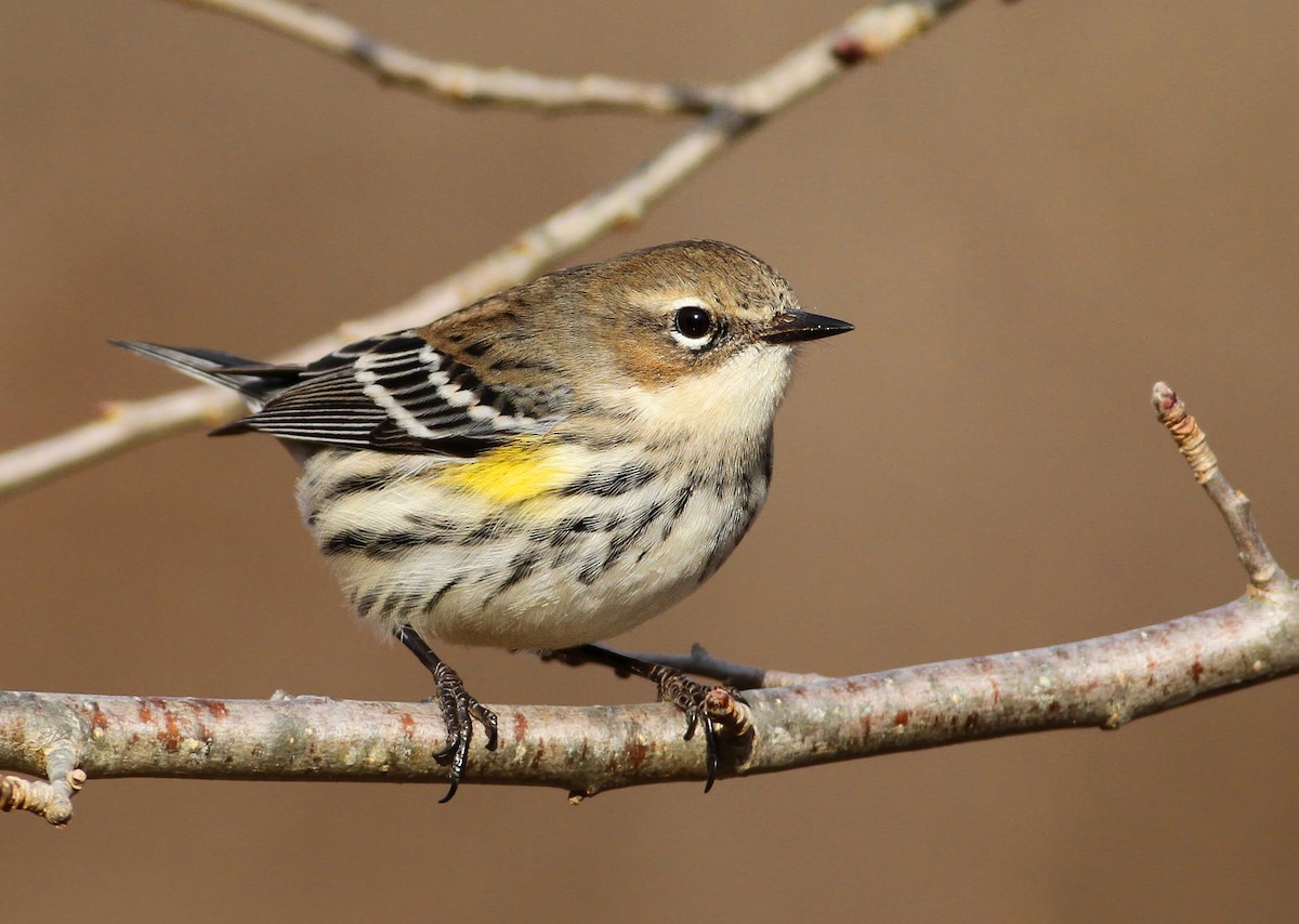 Yellow-rumped Warbler (Myrtle) - ML136371971