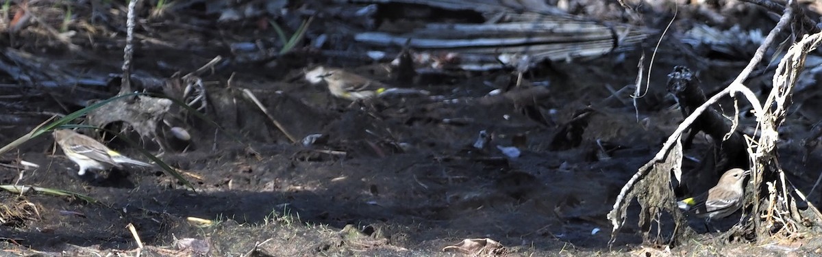 Yellow-rumped Warbler (Myrtle) - ML136372141