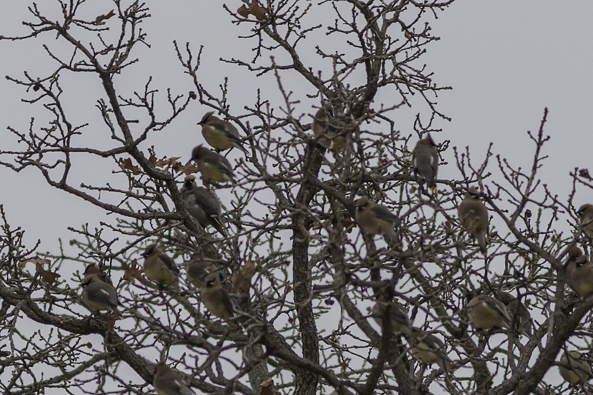 Bohemian Waxwing - ML136373611