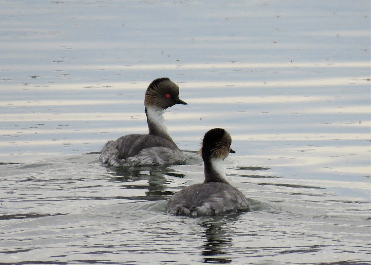 Silvery Grebe - ML136373781