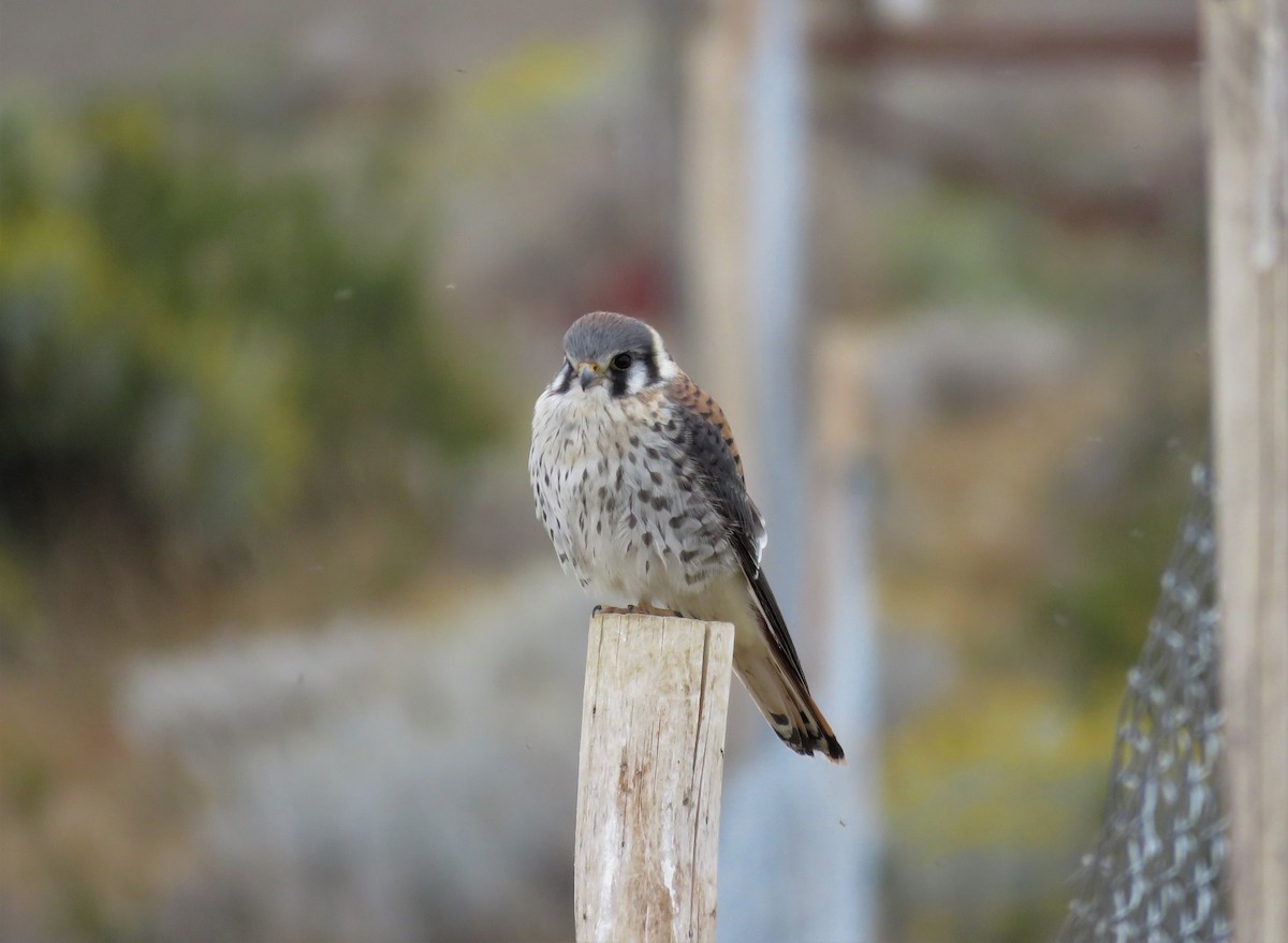 American Kestrel - ML136374001