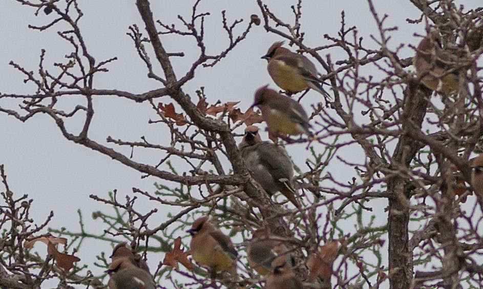 Bohemian Waxwing - ML136374011