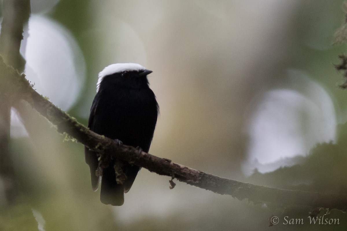 Manakin à tête blanche - ML136374461