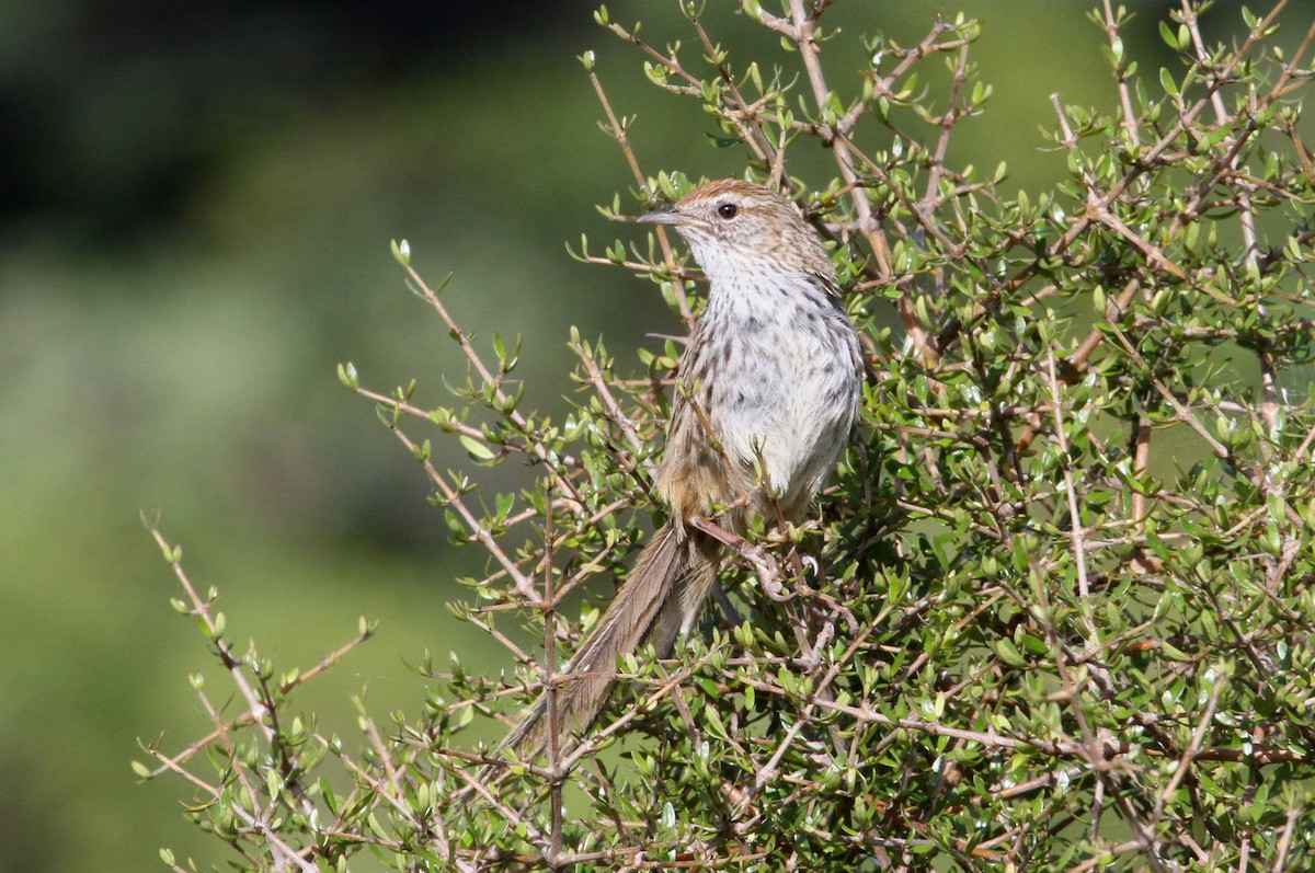 New Zealand Fernbird - ML136374641