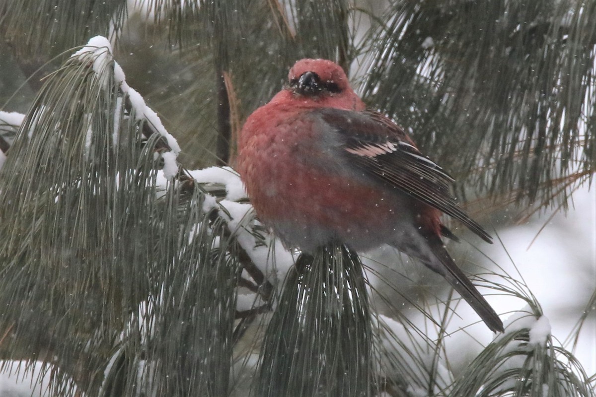 Pine Grosbeak - ML136375271