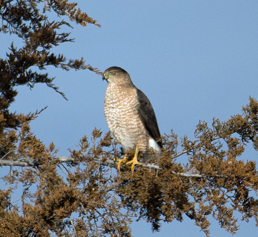 Cooper's Hawk - ML136375571