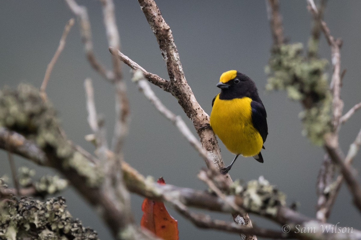 Orange-bellied Euphonia - Sam Wilson