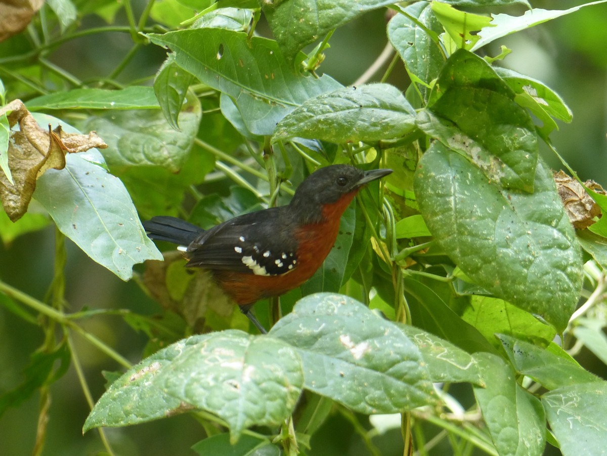 Dot-winged Antwren - ML136376151