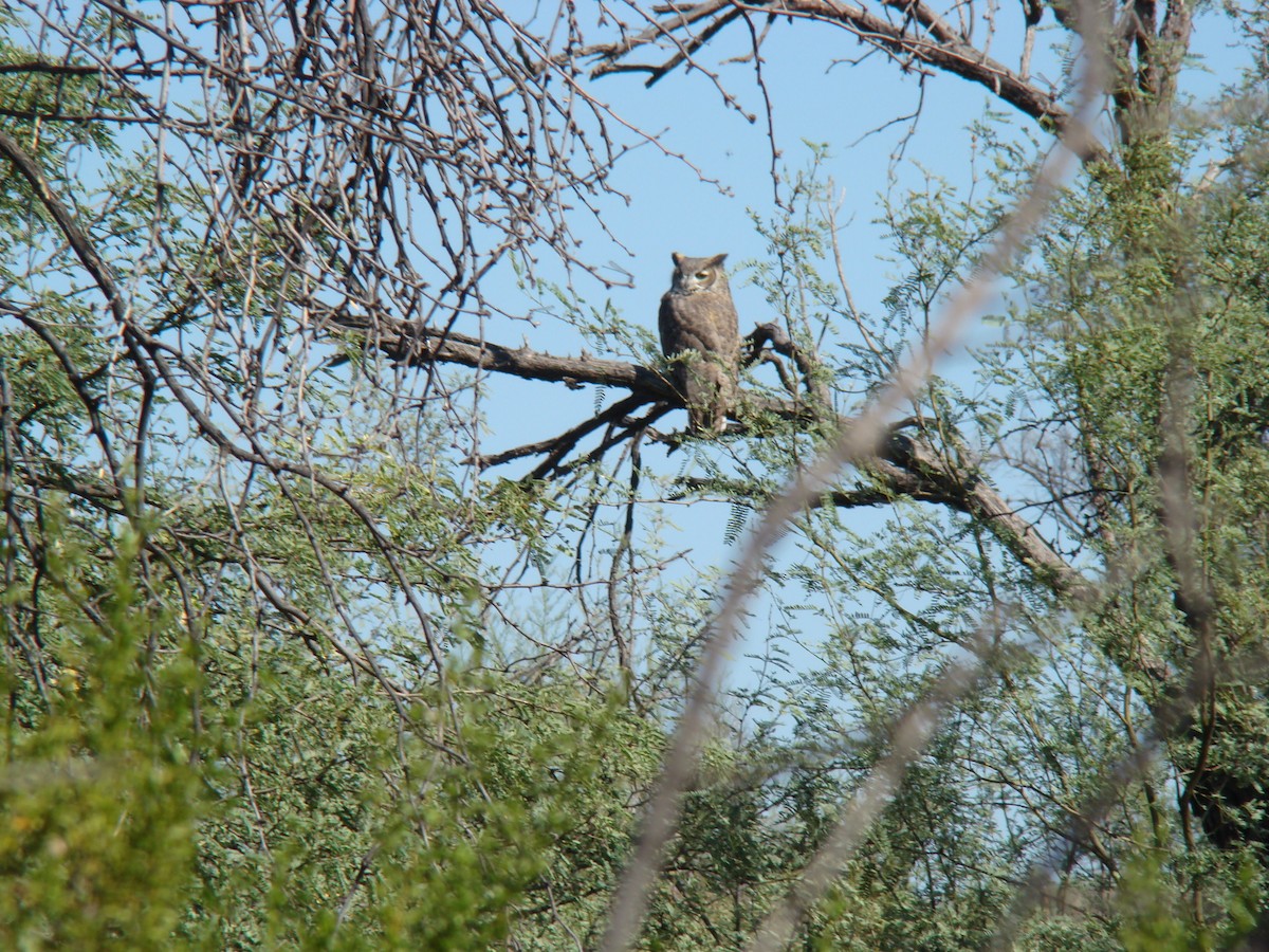 Great Horned Owl - ML136376351