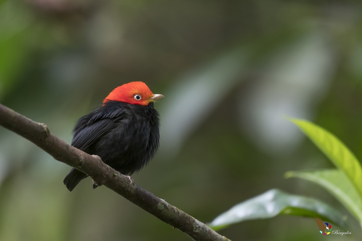 Red-capped Manakin - Fernando Burgalin Sequeria