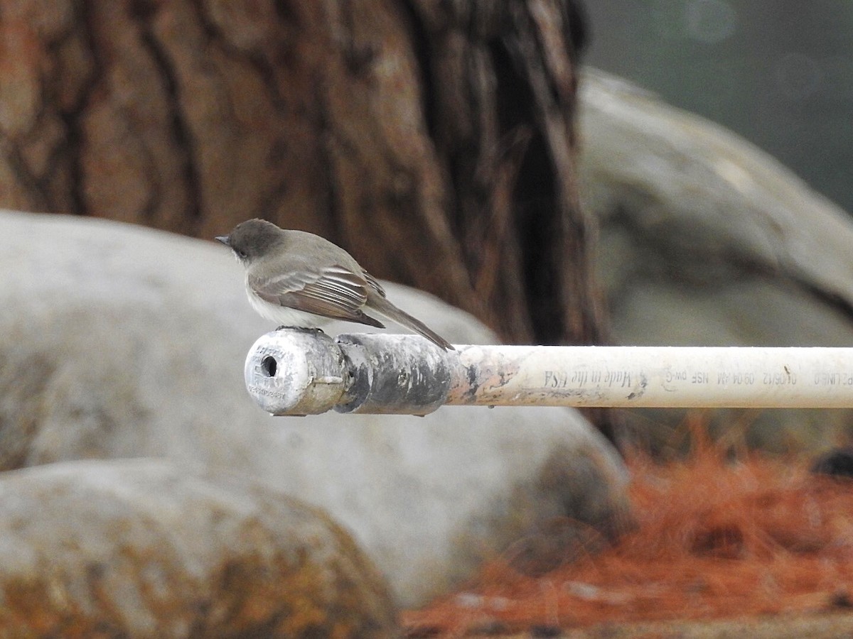 Eastern Phoebe - ML136376601