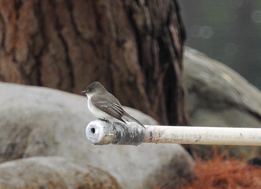 Eastern Phoebe - ML136376611