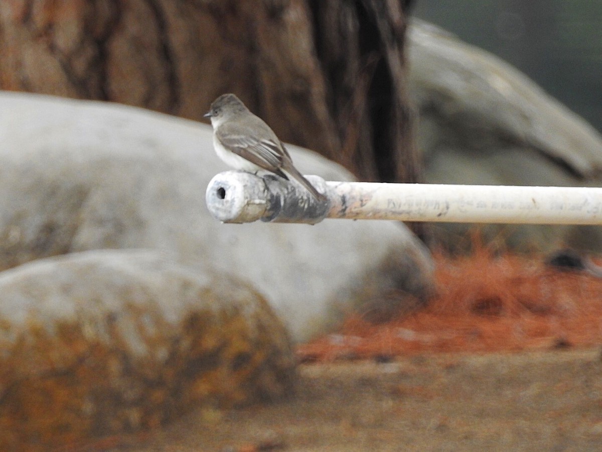 Eastern Phoebe - ML136376621