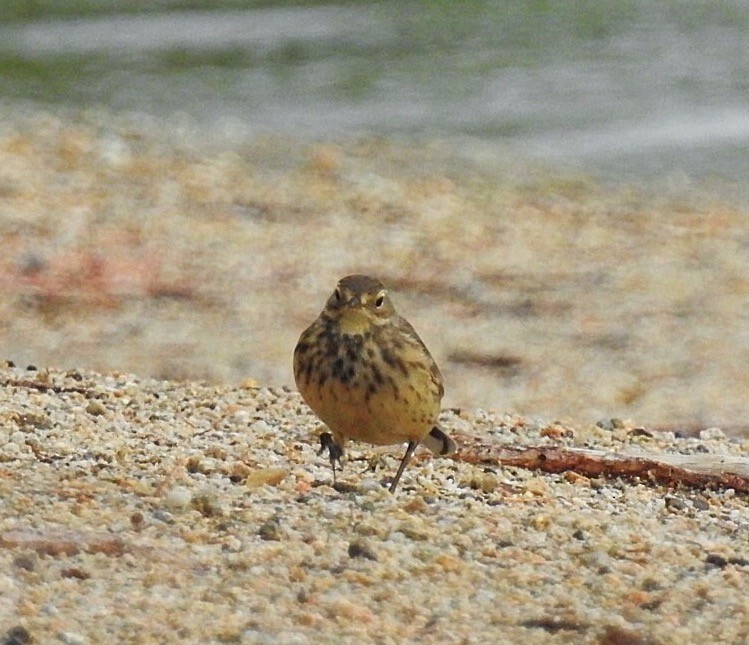 American Pipit - Usha Tatini