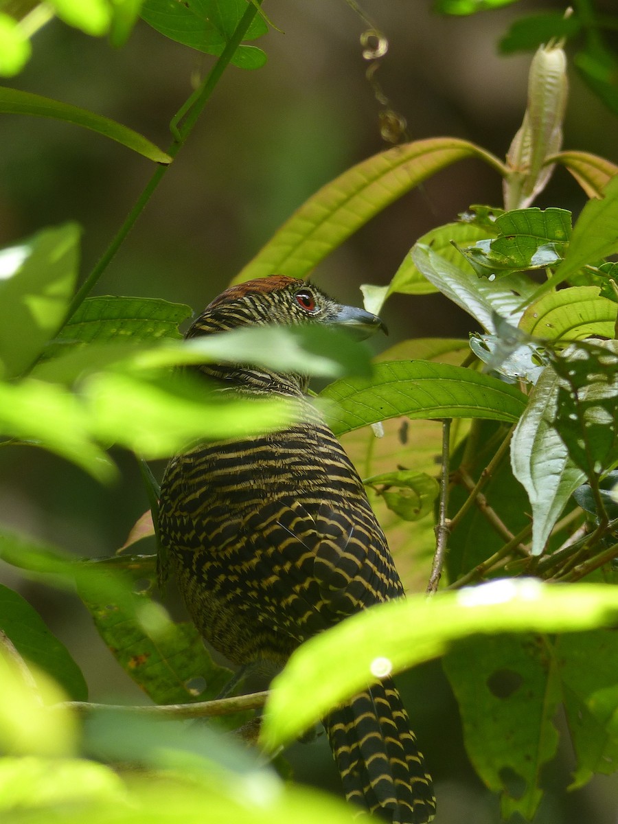 Fasciated Antshrike - ML136377381