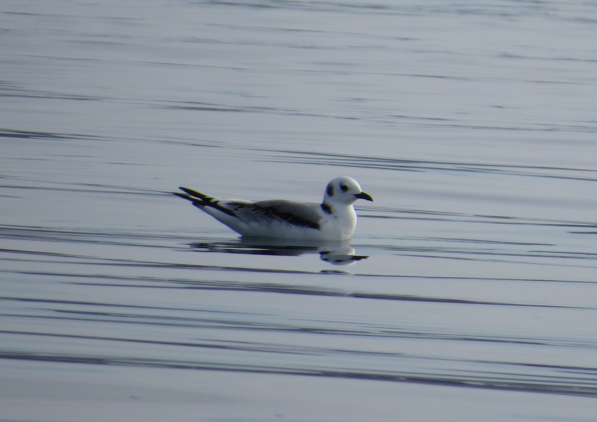 Mouette tridactyle - ML136377441