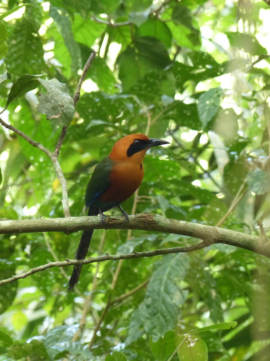 Rufous Motmot - ML136377521