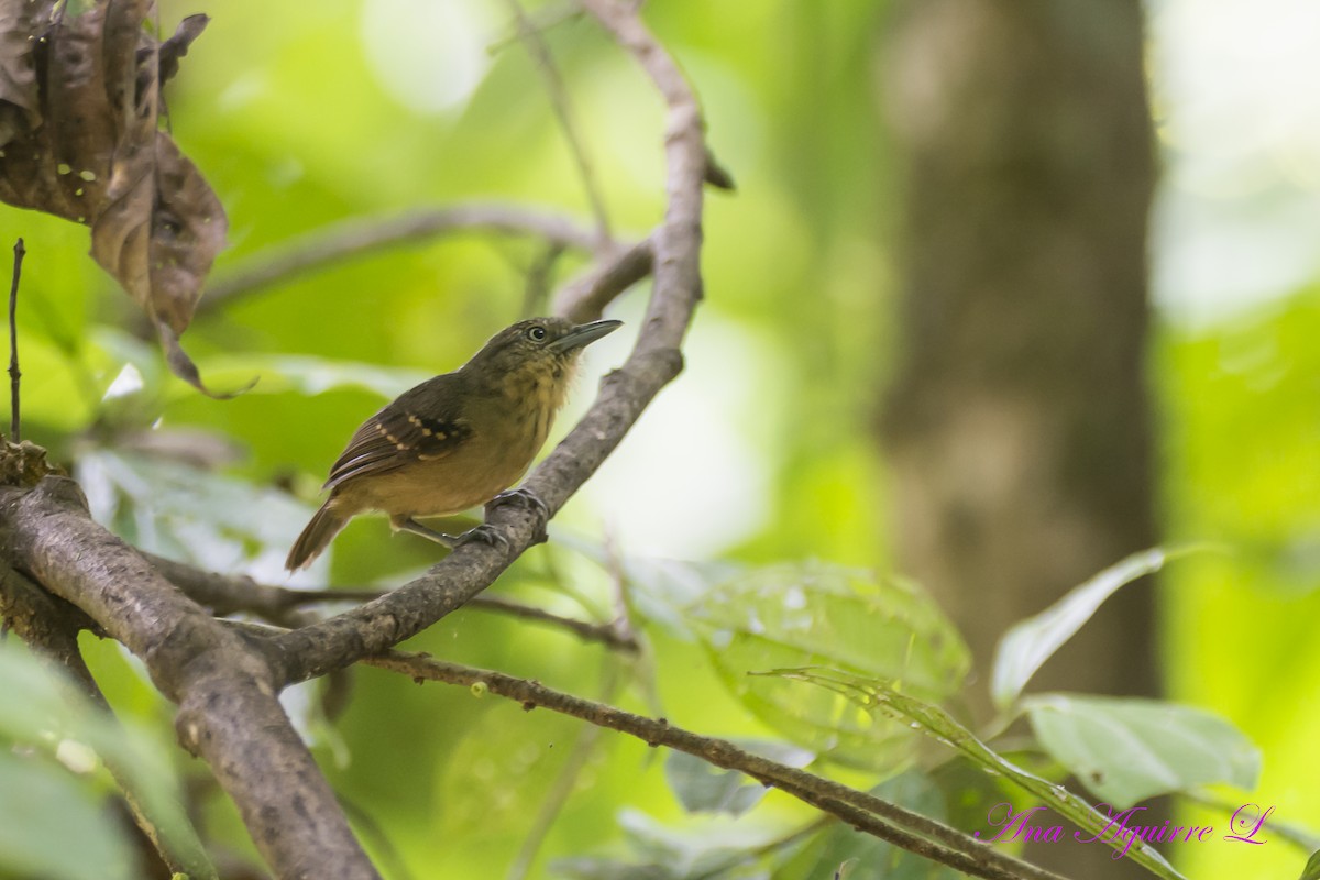 Checker-throated Stipplethroat - fernando Burgalin Sequeria