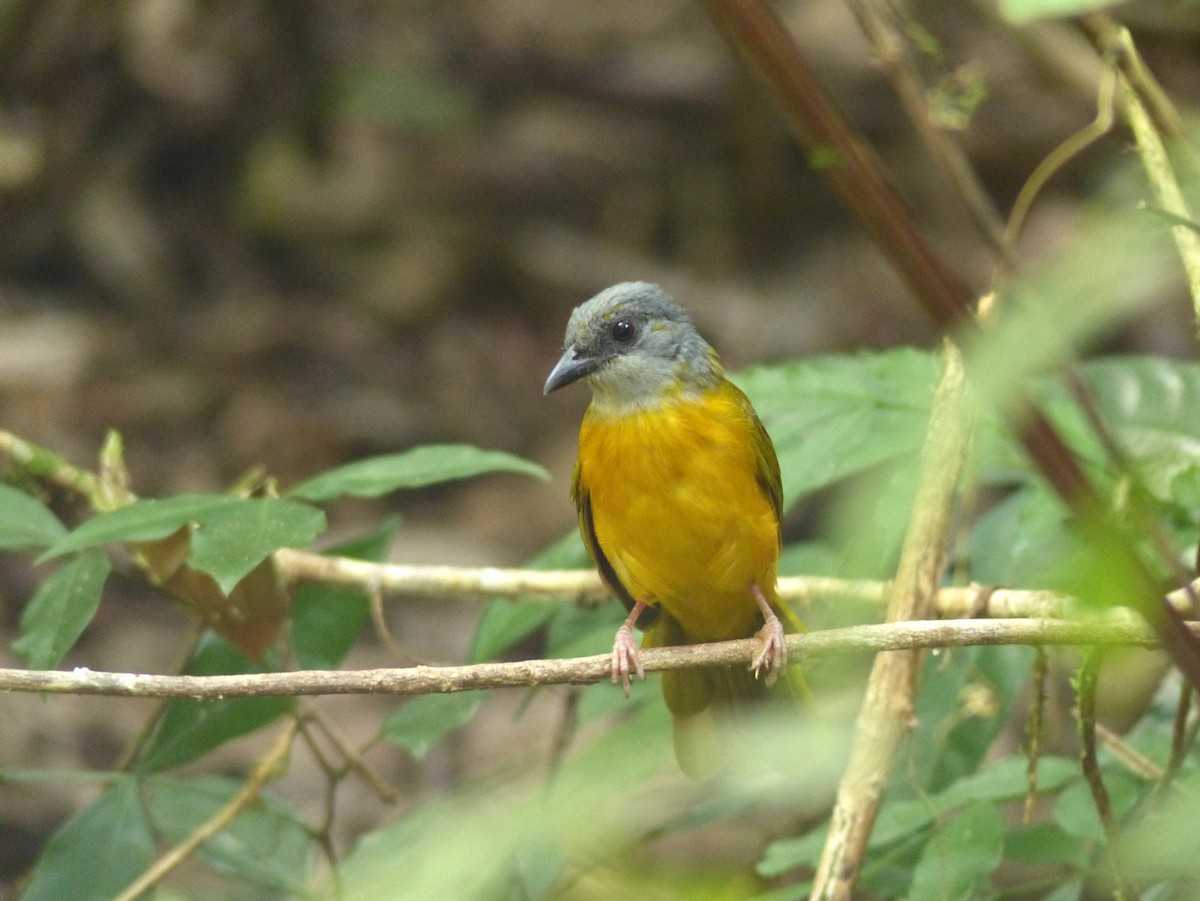 Gray-headed Tanager - ML136377821