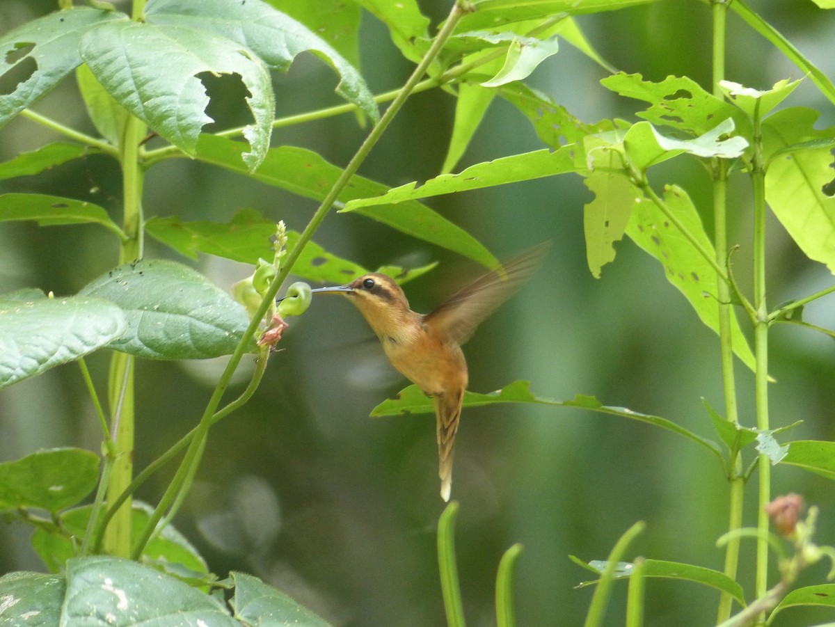 Stripe-throated Hermit - ML136378501