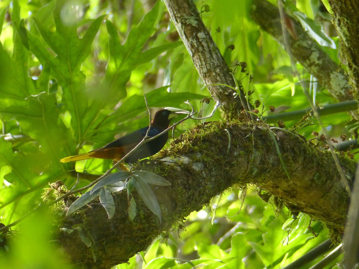 Chestnut-headed Oropendola - ML136378801