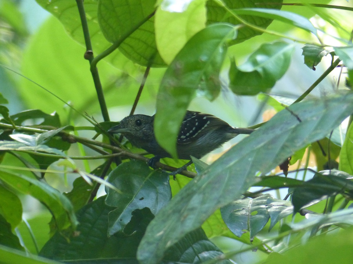 Black-crowned Antshrike - ML136378891