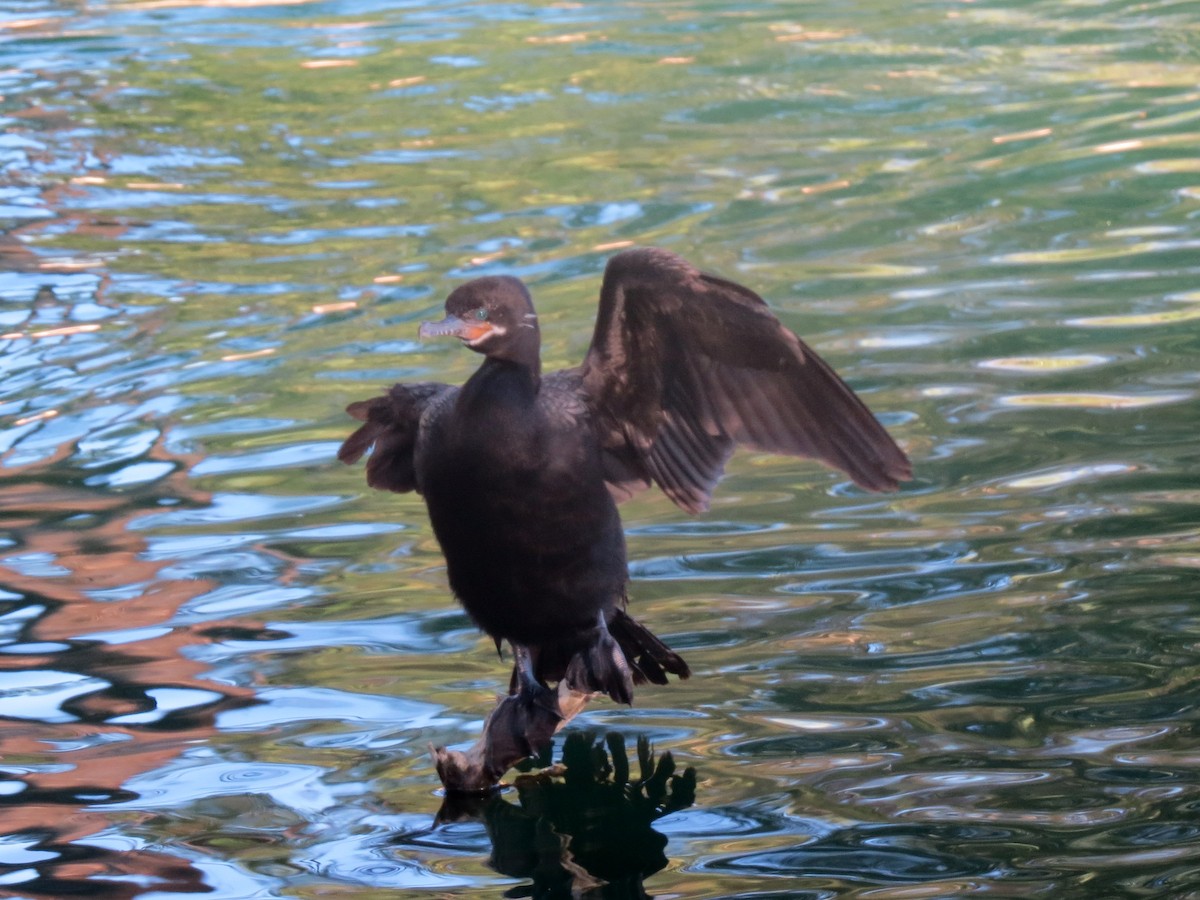 Neotropic Cormorant - ML136380831