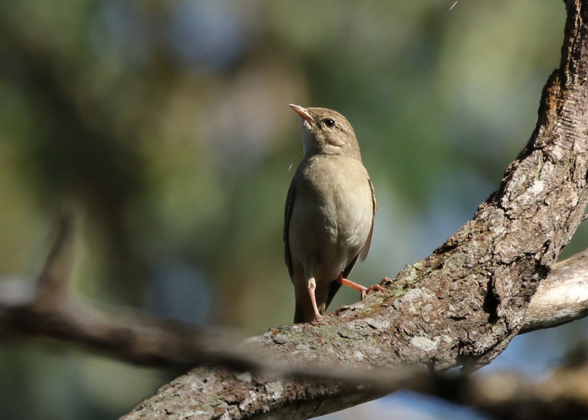 Rufous Songlark - David Ongley