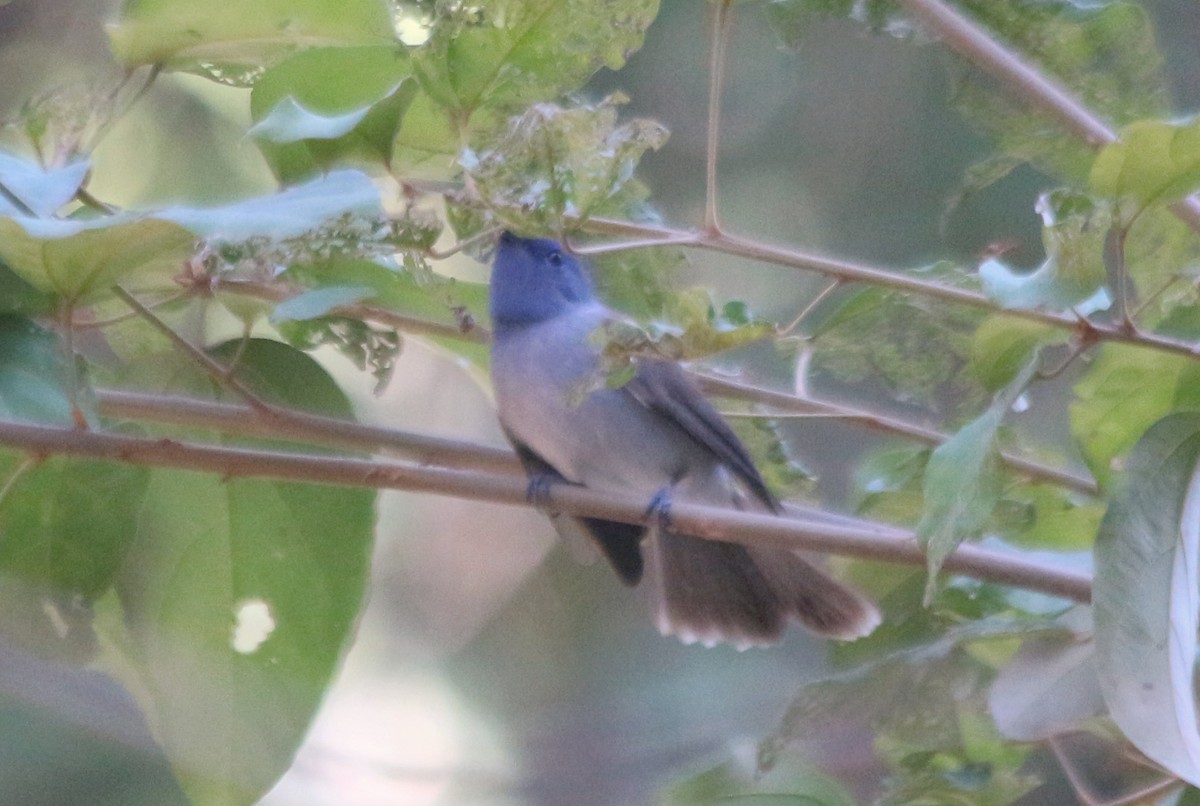 Black-naped Monarch - Mandalay In Bloom (MIB) Travel Agency