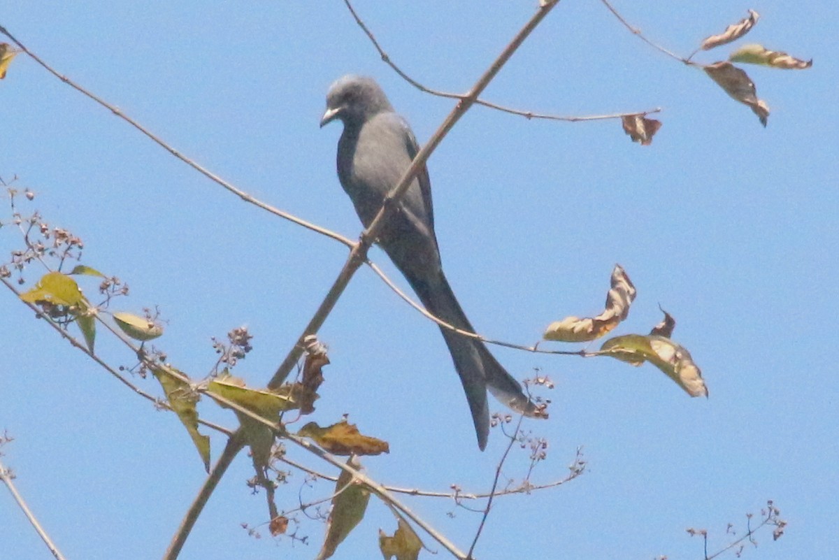 drongo kouřový - ML136381601