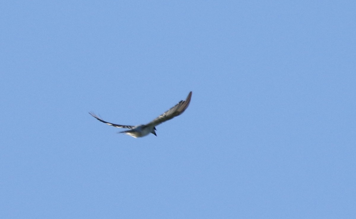 White-bellied Cuckooshrike - ML136381721