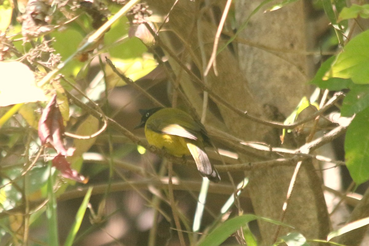 Bulbul à huppe noire - ML136381911