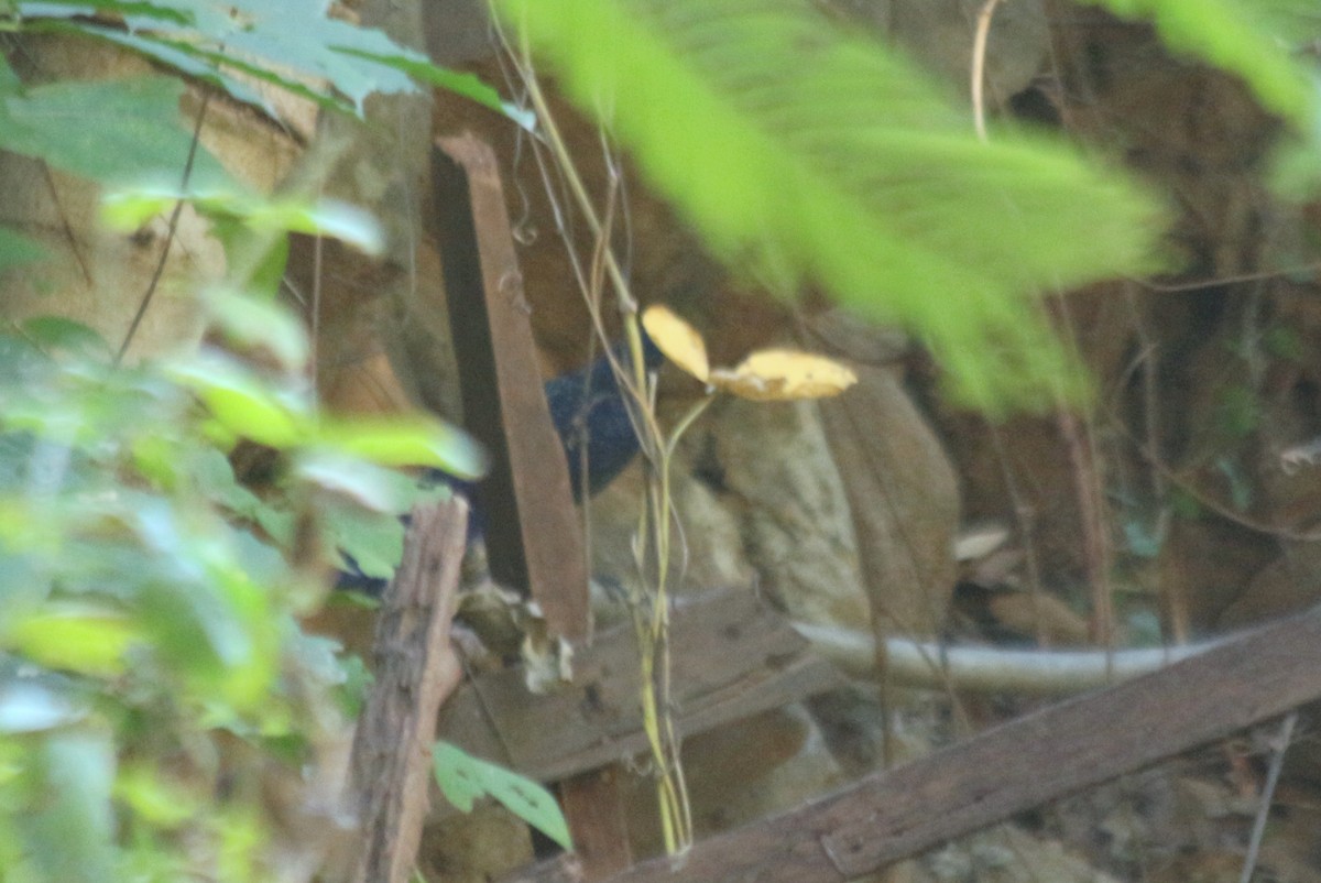 Blue Whistling-Thrush - ML136382151