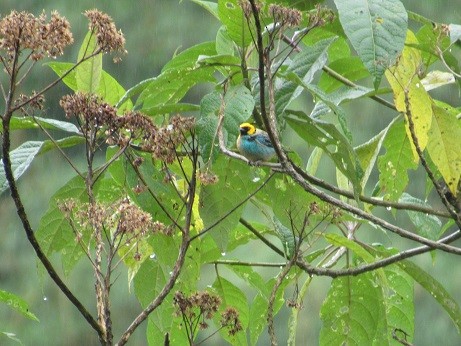 Saffron-crowned Tanager - ML136383041