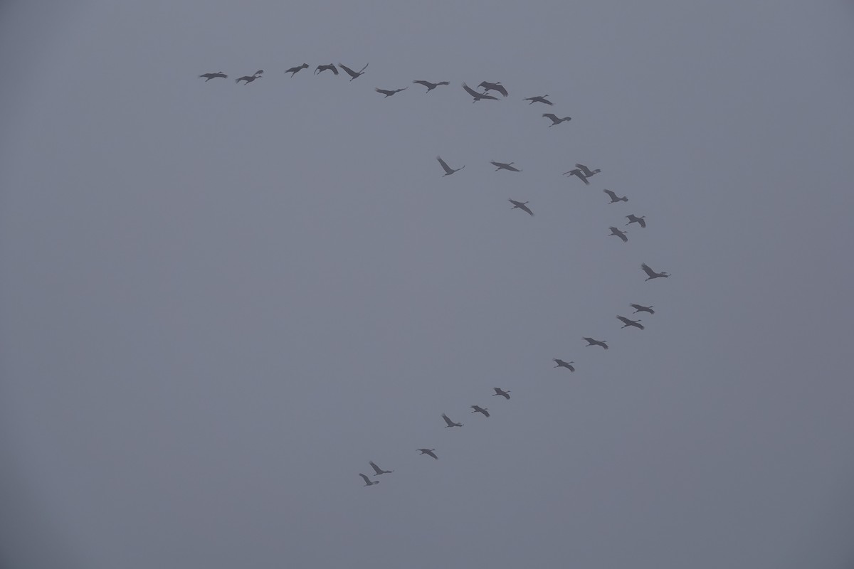 Sandhill Crane - ML136384181