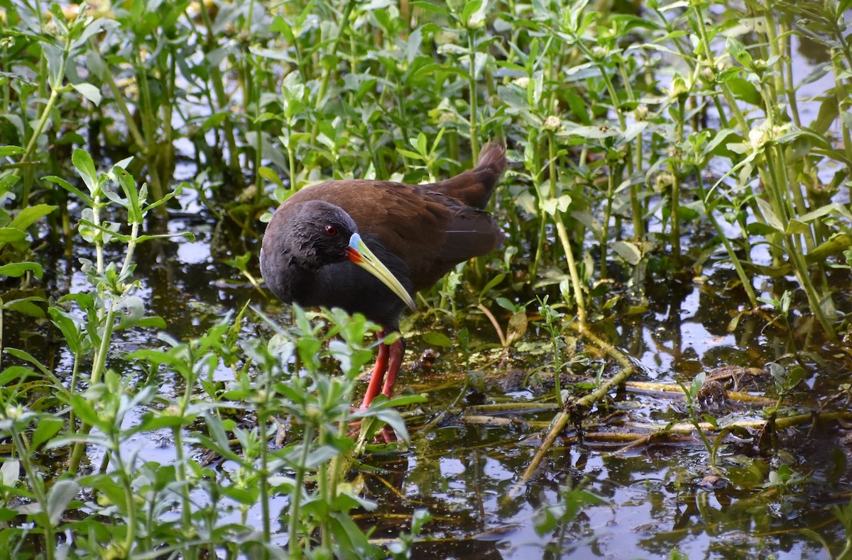 Plumbeous Rail - ML136384931