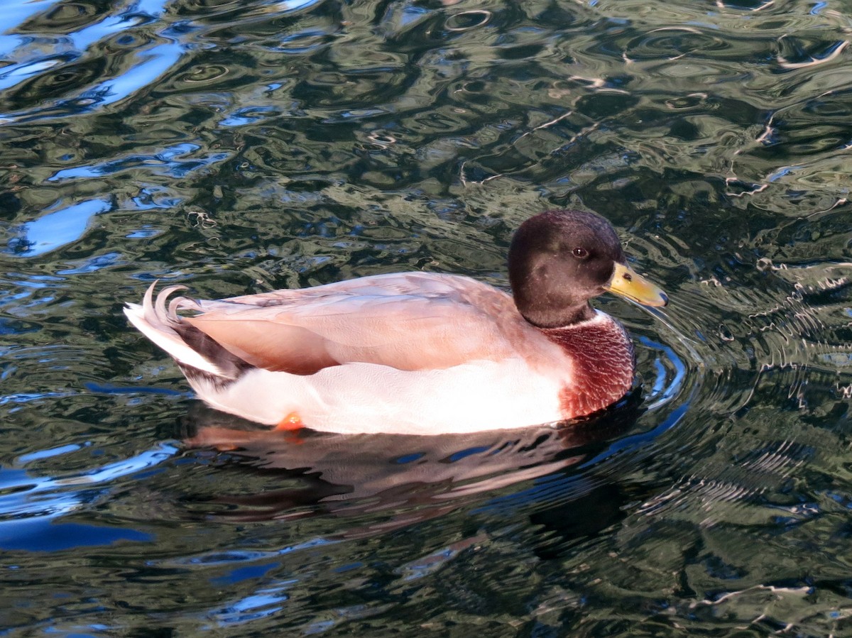 Mallard (Domestic type) - ML136385251