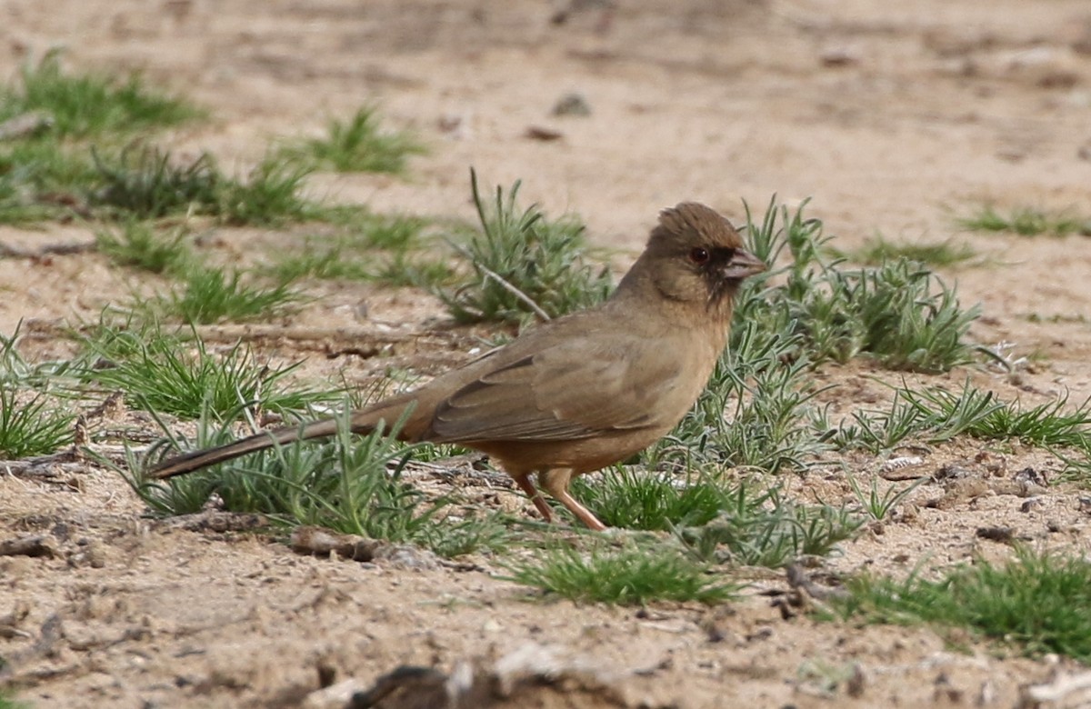 Abert's Towhee - ML136385791