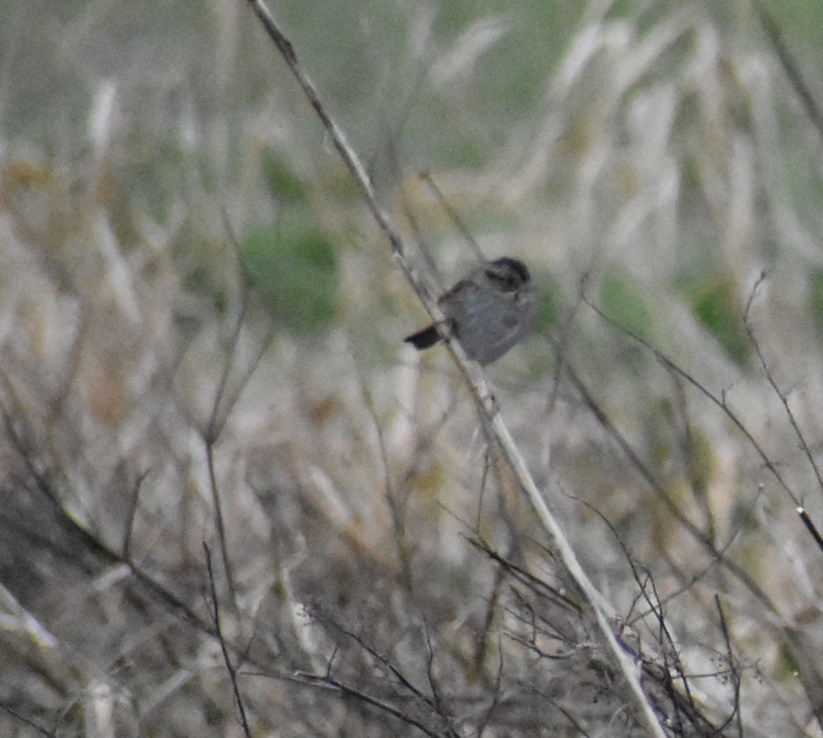 Swamp Sparrow - ML136386041