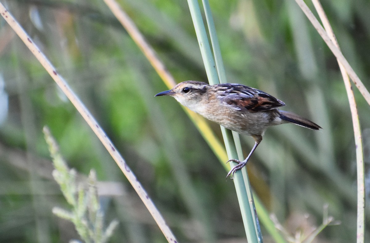 Wren-like Rushbird - ML136386581