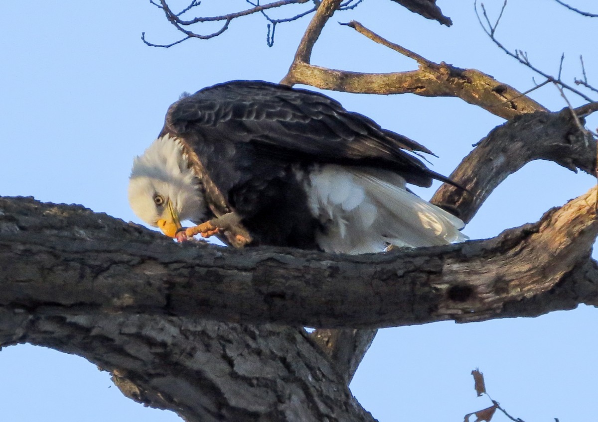 Bald Eagle - ML136386721