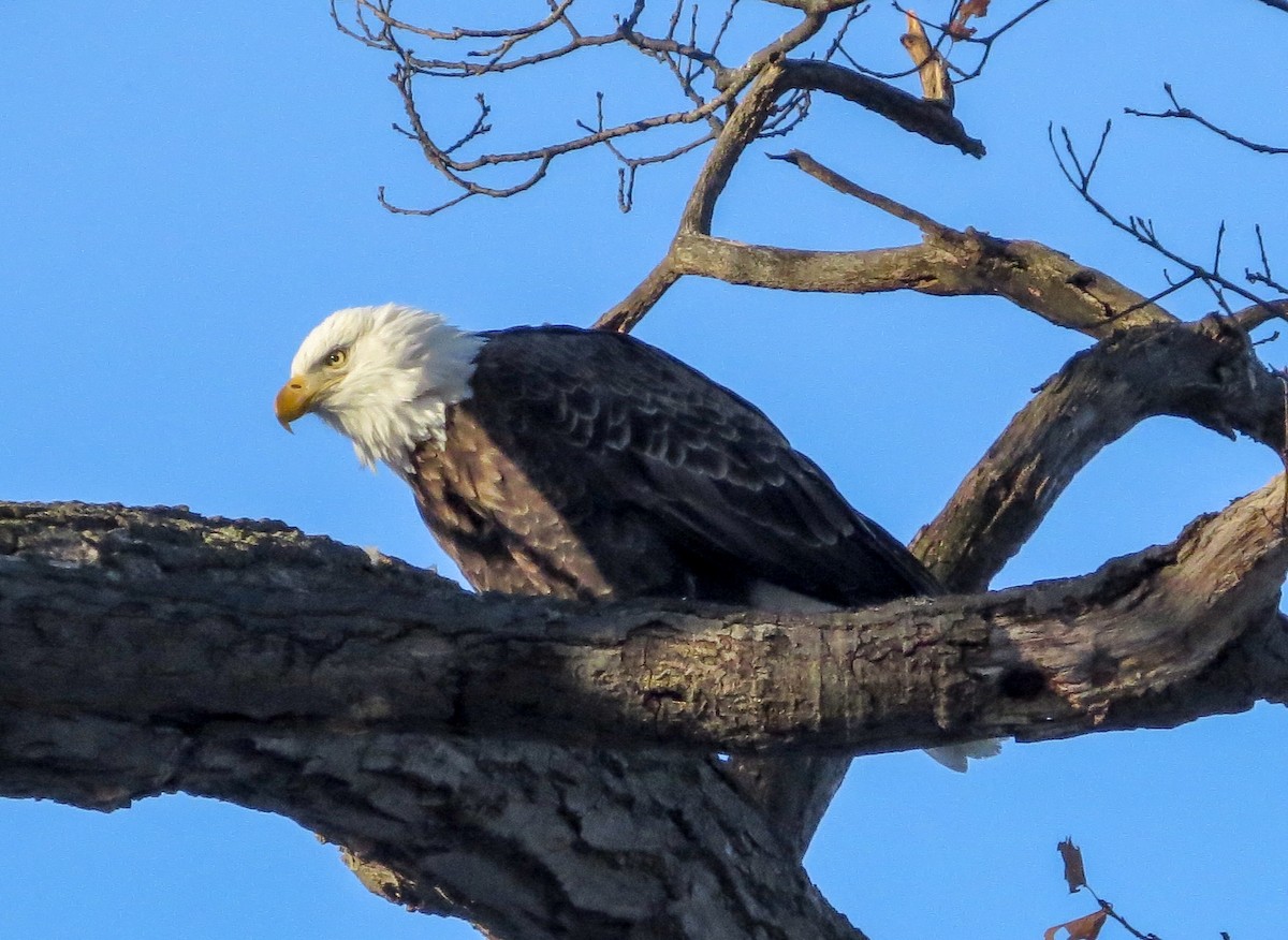 Bald Eagle - ML136386731