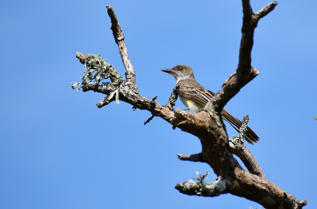 Swainson's Flycatcher - ML136387031