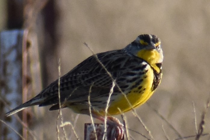 Western Meadowlark - ML136387551